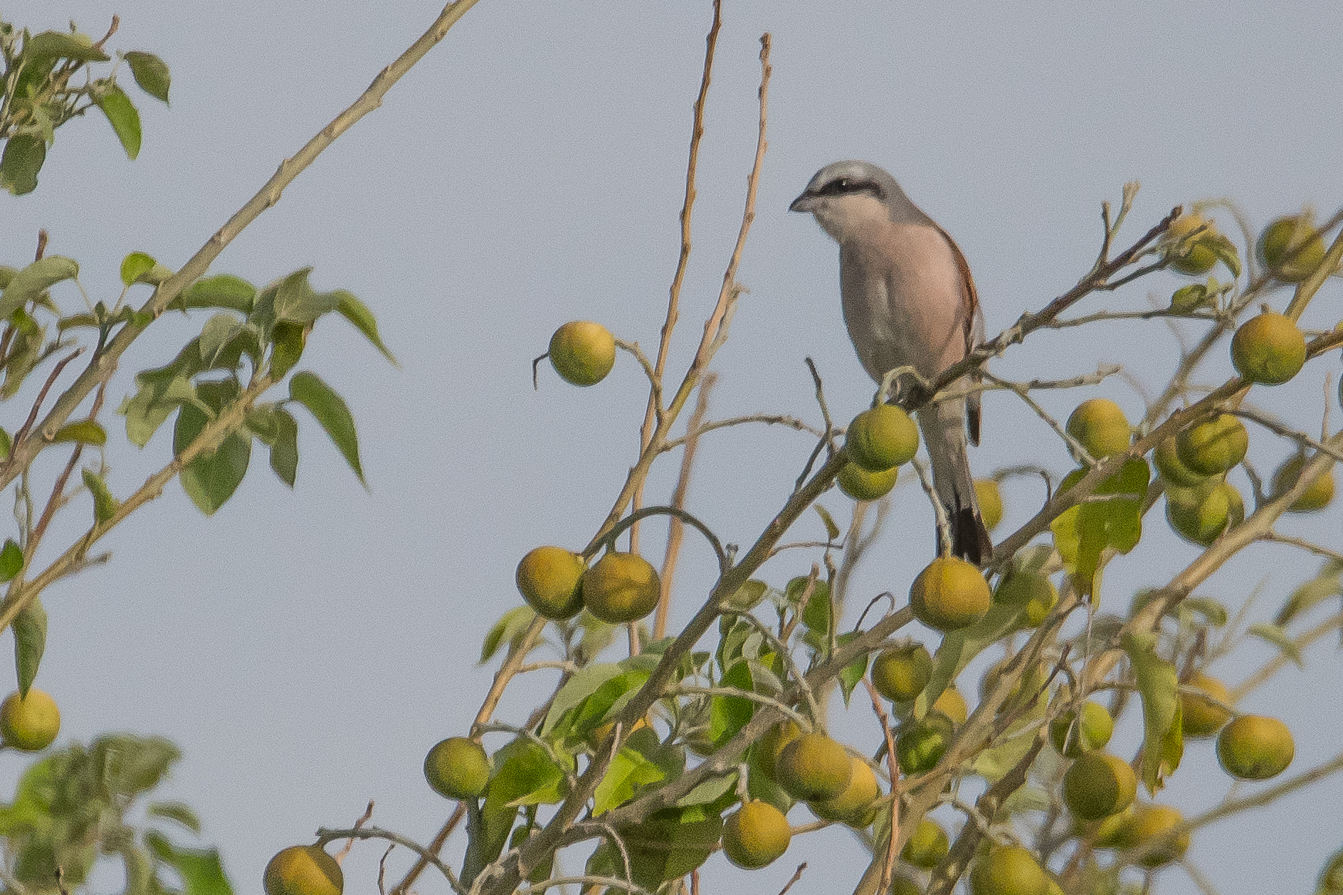 Pie-grièche écorcheur (Red-backed shrike, Lanius collurio), Chobe National Park, Botswana.